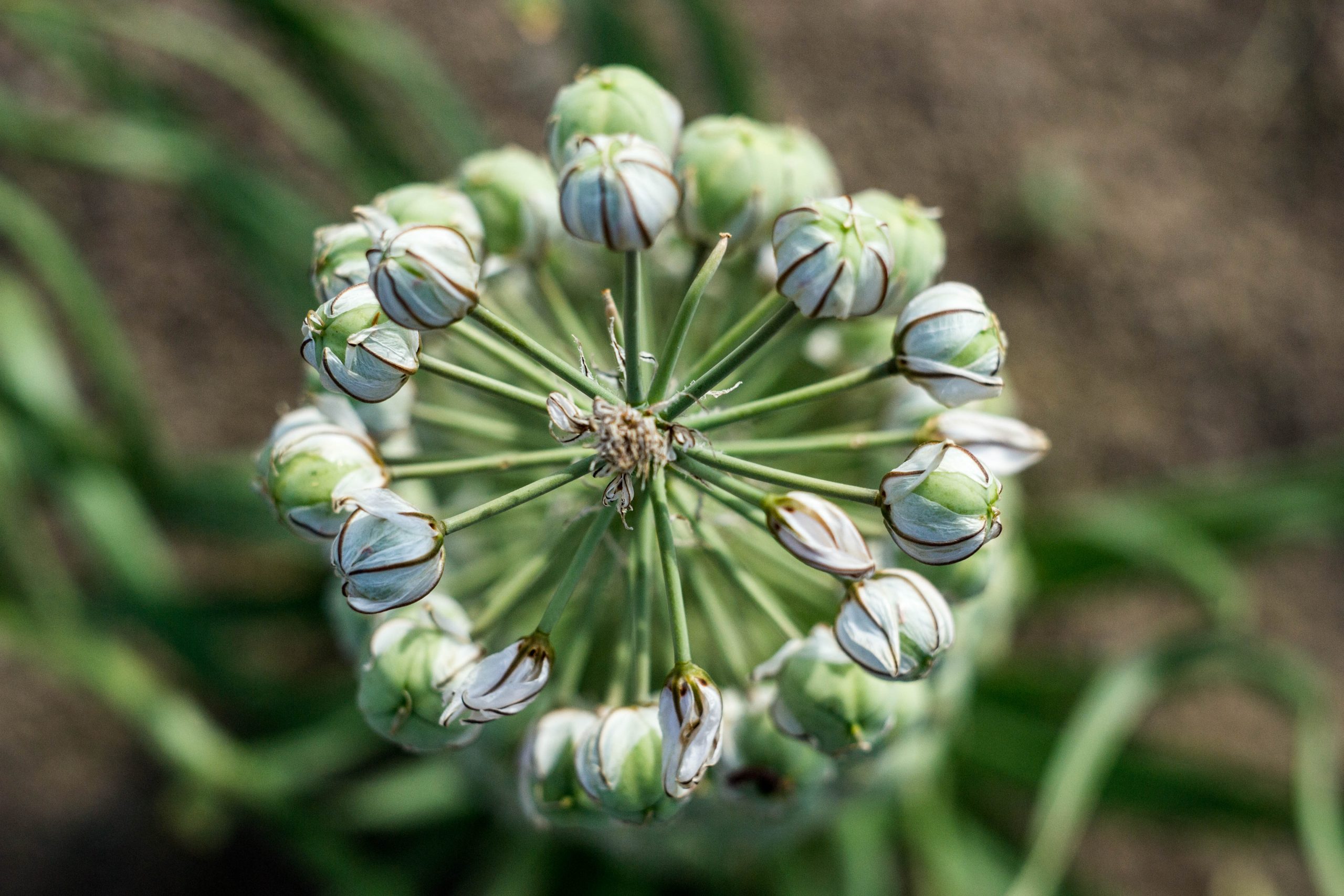 Золотое Кольцо Алматы, 4 дня